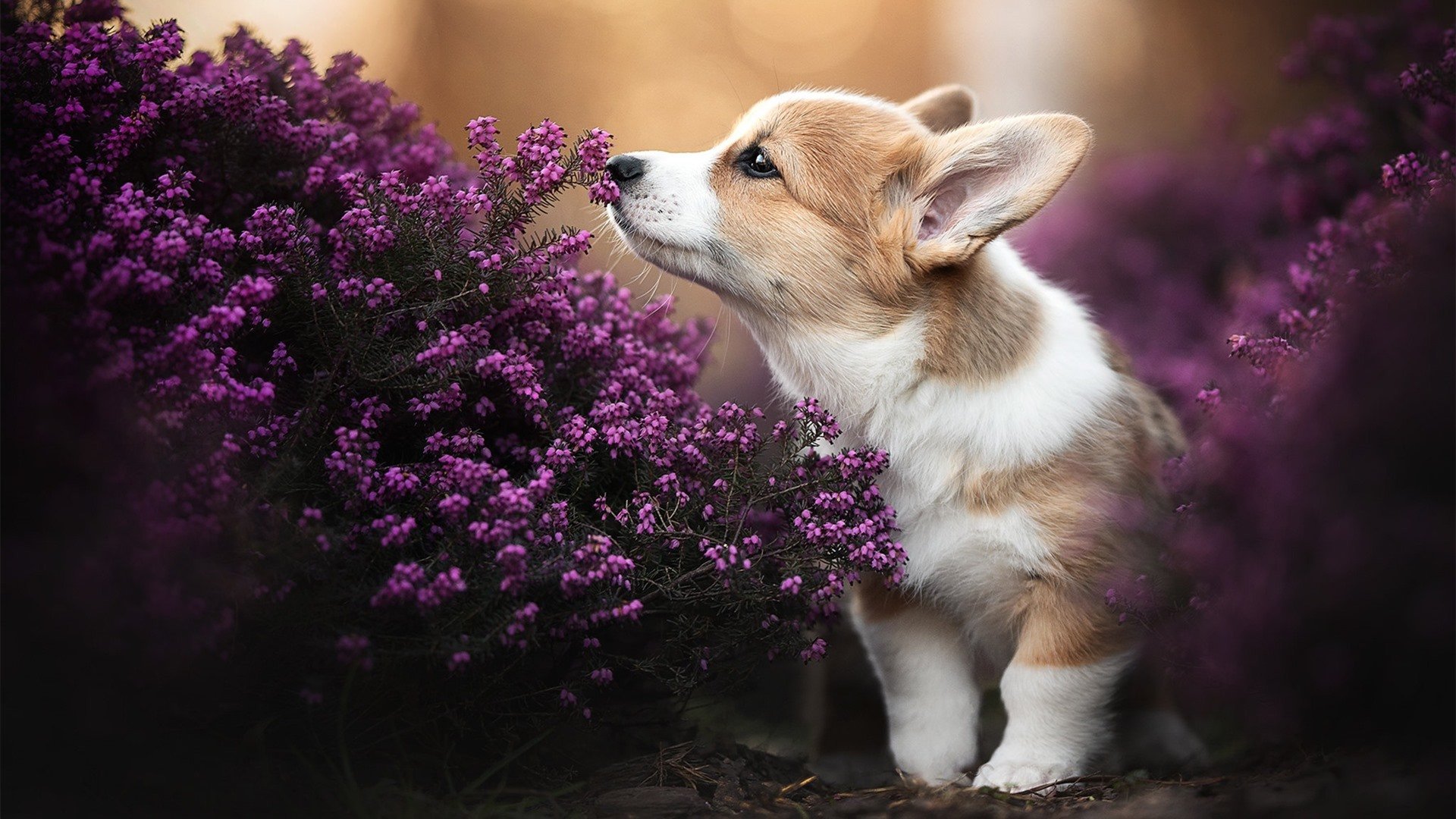 _新兴力量崭露头角:青少年选手的快速崛起_,新兴力量的崛起课件