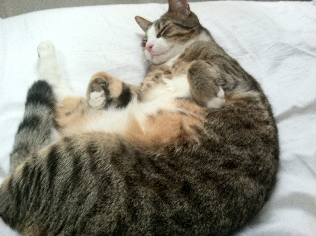 中国足球产业推动“科技创新+体育”模式,打造行业新标杆,振兴中国足球产业的设计方案