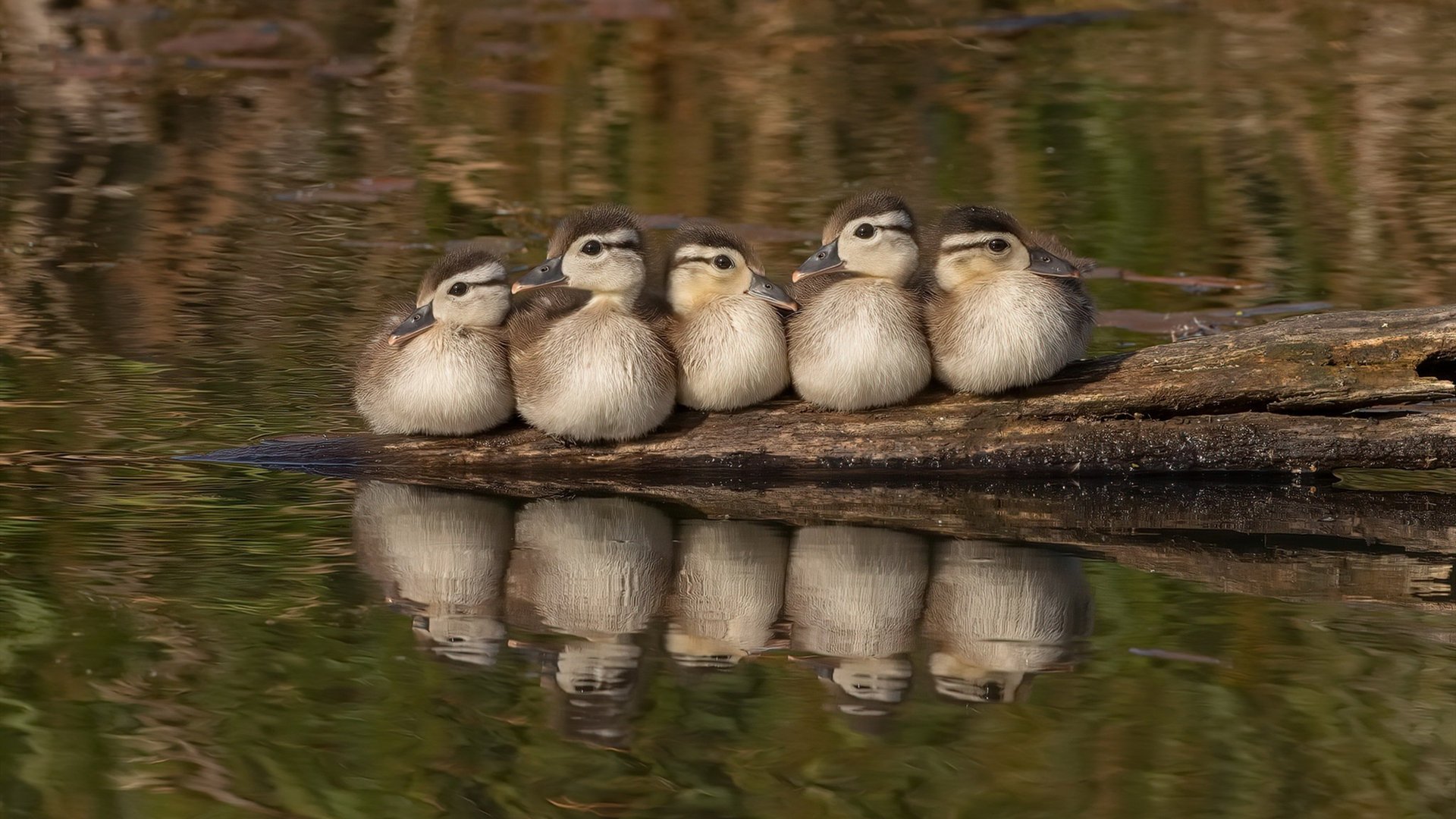 健康足球引领全民健身新潮流，服务多元化体育需求，足球与健康800字作文