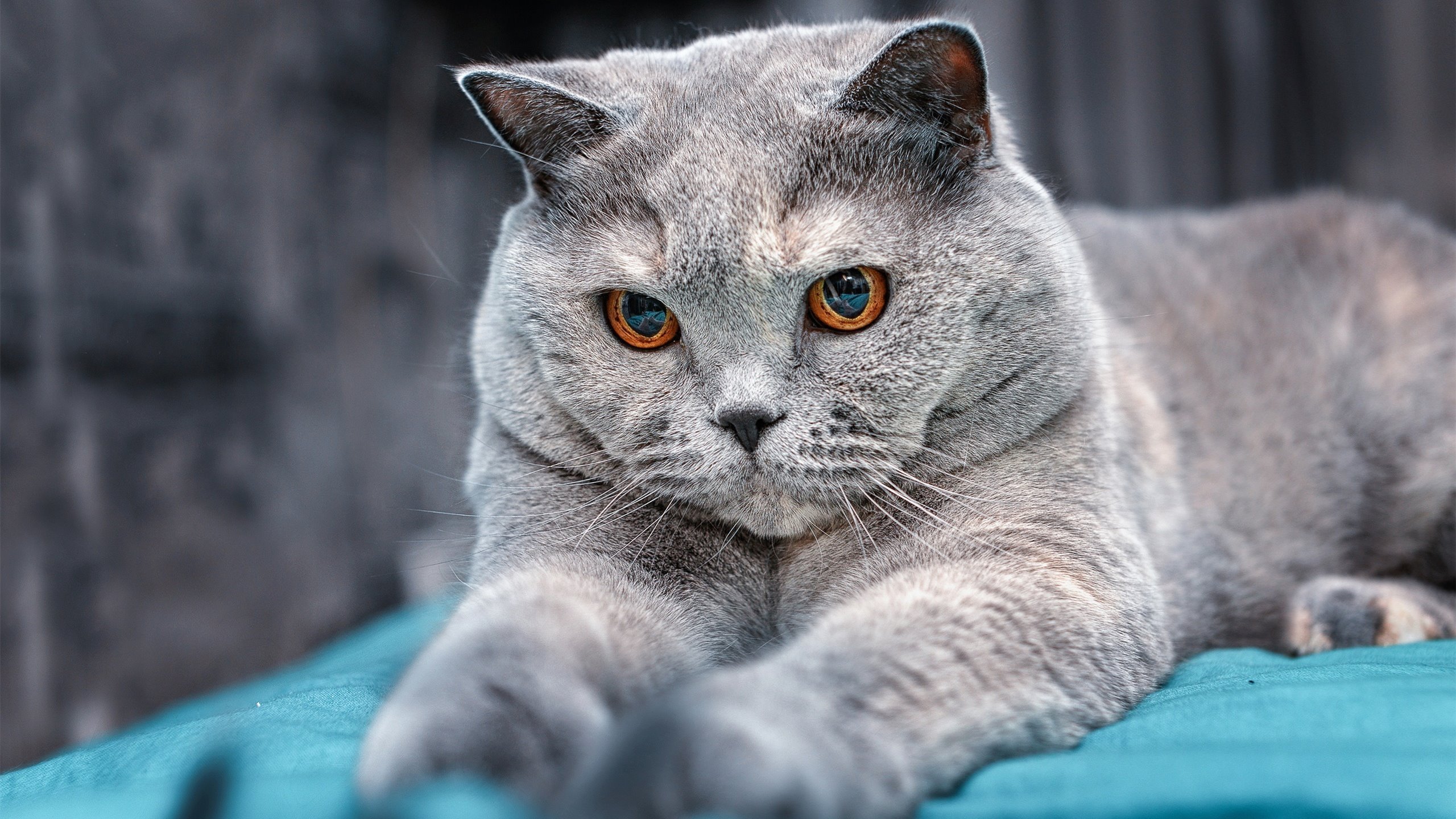 德国马术协会与科技公司合作,开发虚拟现实训练平台,提升骑手技能。