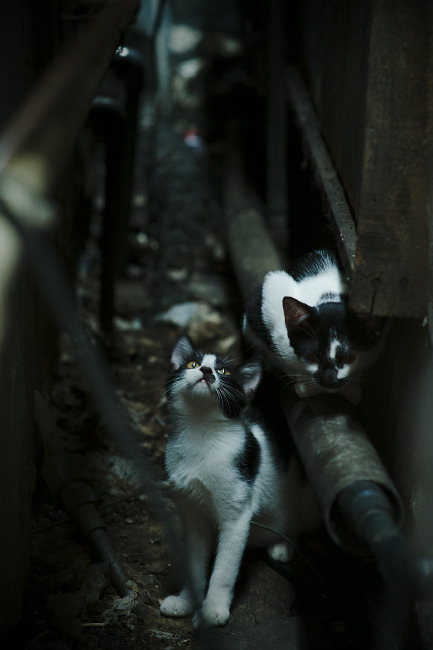 教练席变动：哪位新晋教练带队表现最出色？，教练名单