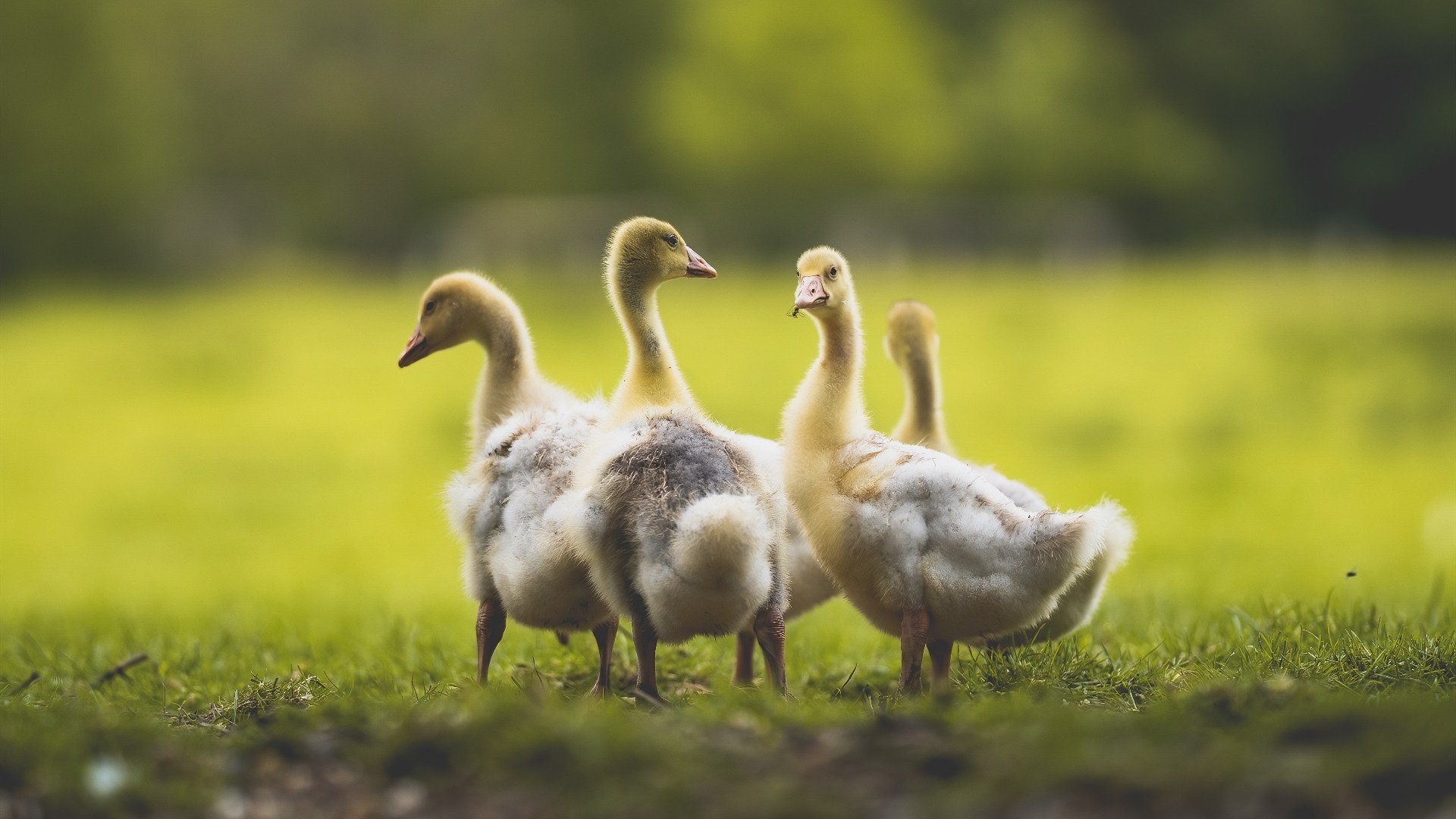 柏林联盟VS霍芬海姆激战正酣,柏林赫塔vs霍芬海姆比分