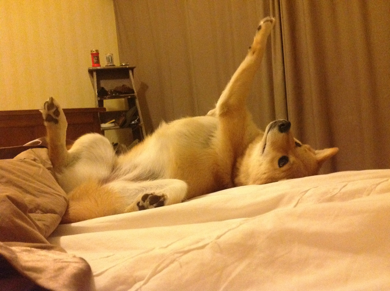 柯洁在“贺岁杯”围棋邀请赛中夺冠，柯洁围棋决赛视频全程