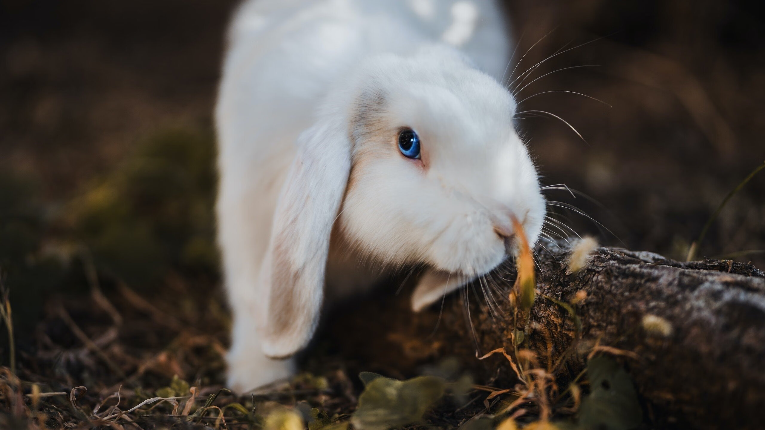 炉石传说年度超级杯激战正酣,策略对决令人震撼,炉石传说2020比赛