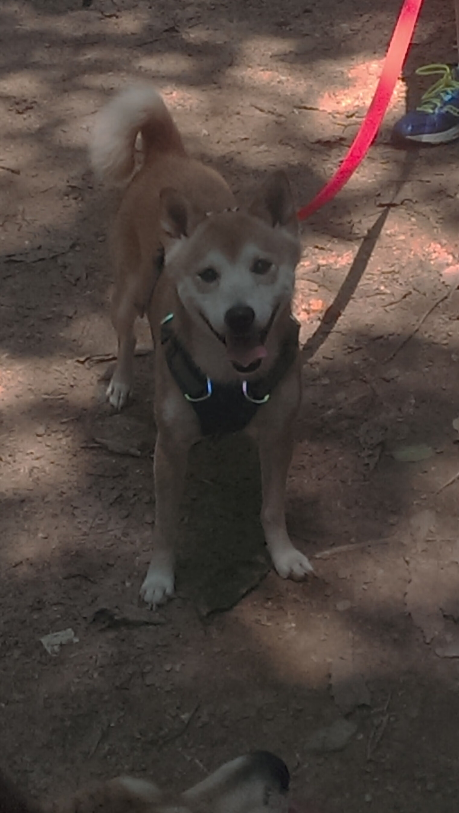 骑士队青训成果显著,球队动能极大提升,骑士队人员