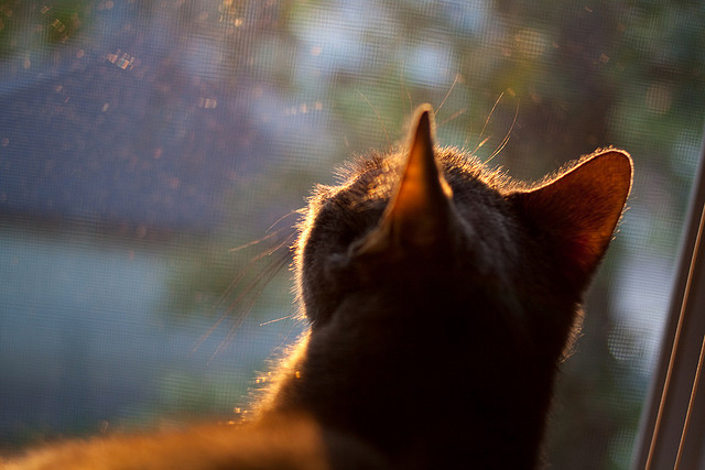 中超外援加盟潮再起，联赛竞争力提升，中超外援新政