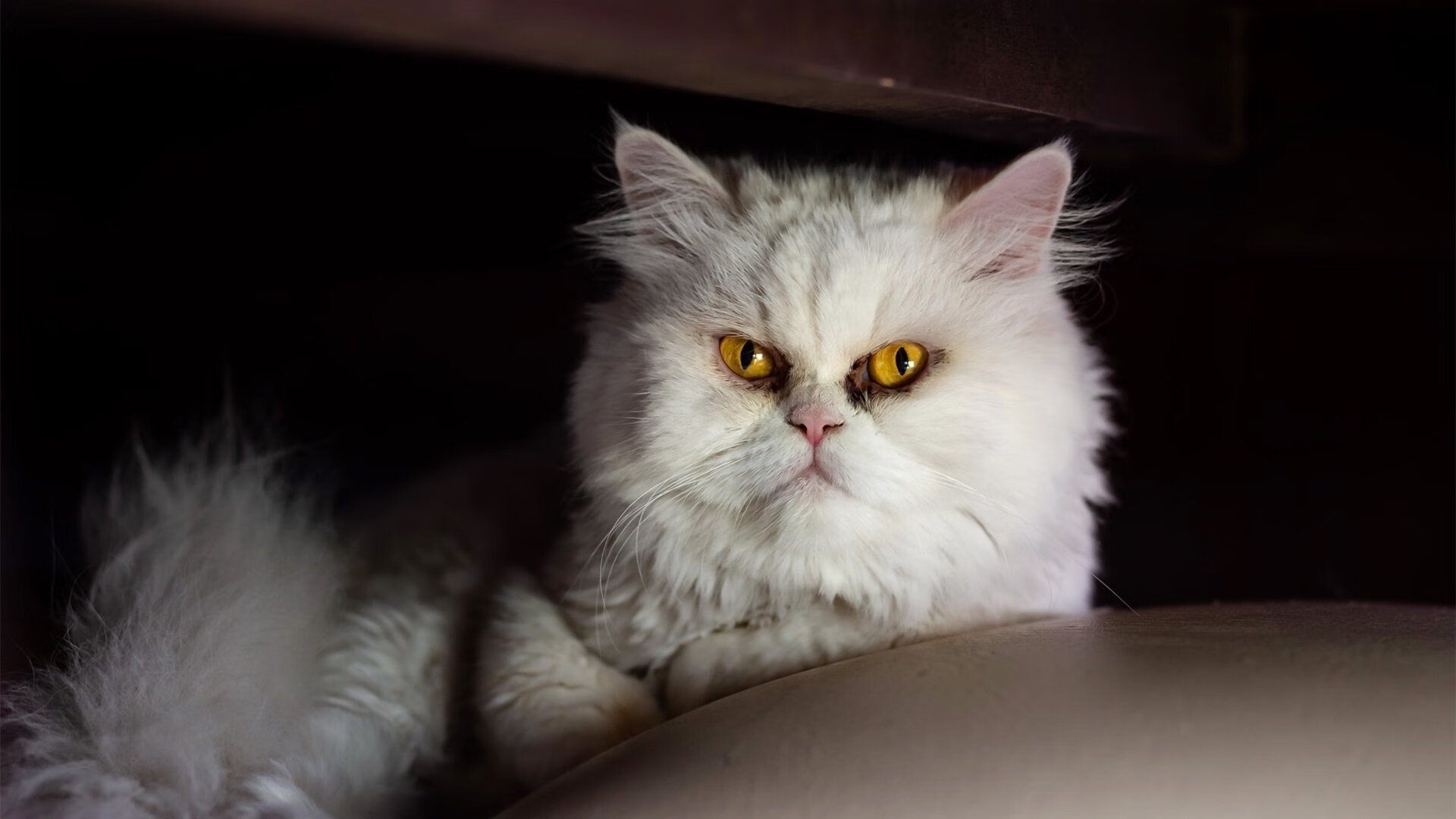 中超外援适应快，提升联赛整体实力，中超联赛外援规则