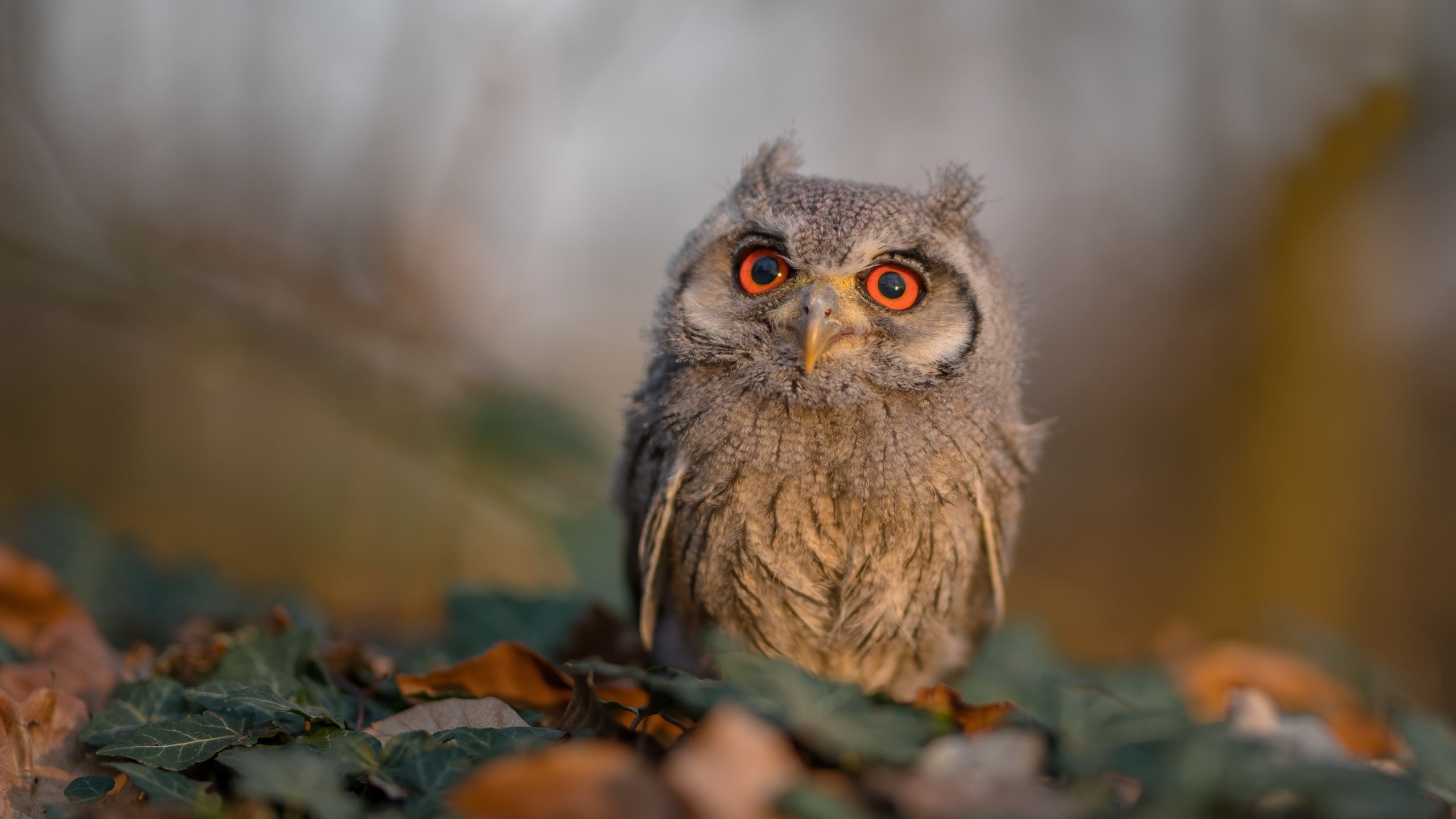 塞浦路斯遭遇挑战，面临艰难局面，塞浦路斯资料