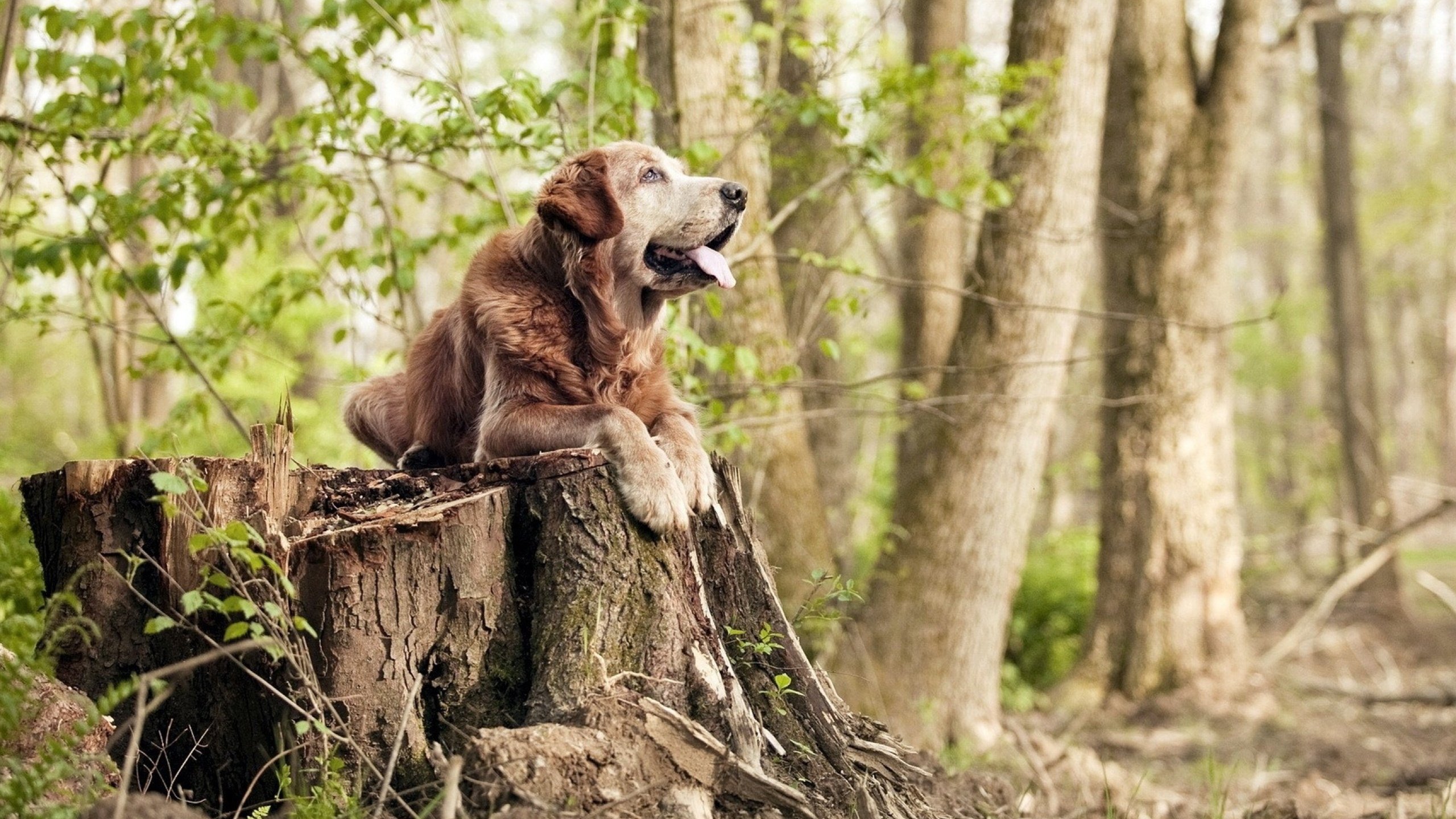 巴黎圣日耳曼客场逼平南特,艰难保持不败战绩,巴黎圣日耳曼qnb