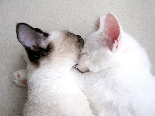 巴黎圣日耳曼宣布引进西甲球星，豪强实力，巴黎圣日耳曼队球员