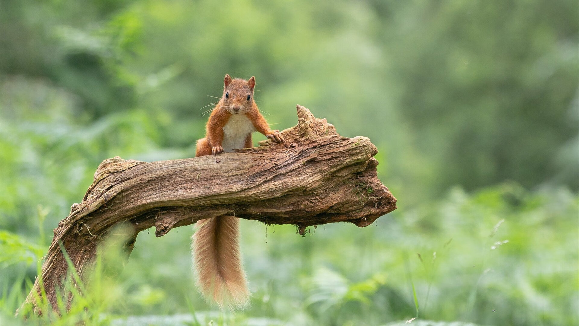 柏林赫塔重整旗鼓，取得胜利势头，柏林赫塔fm