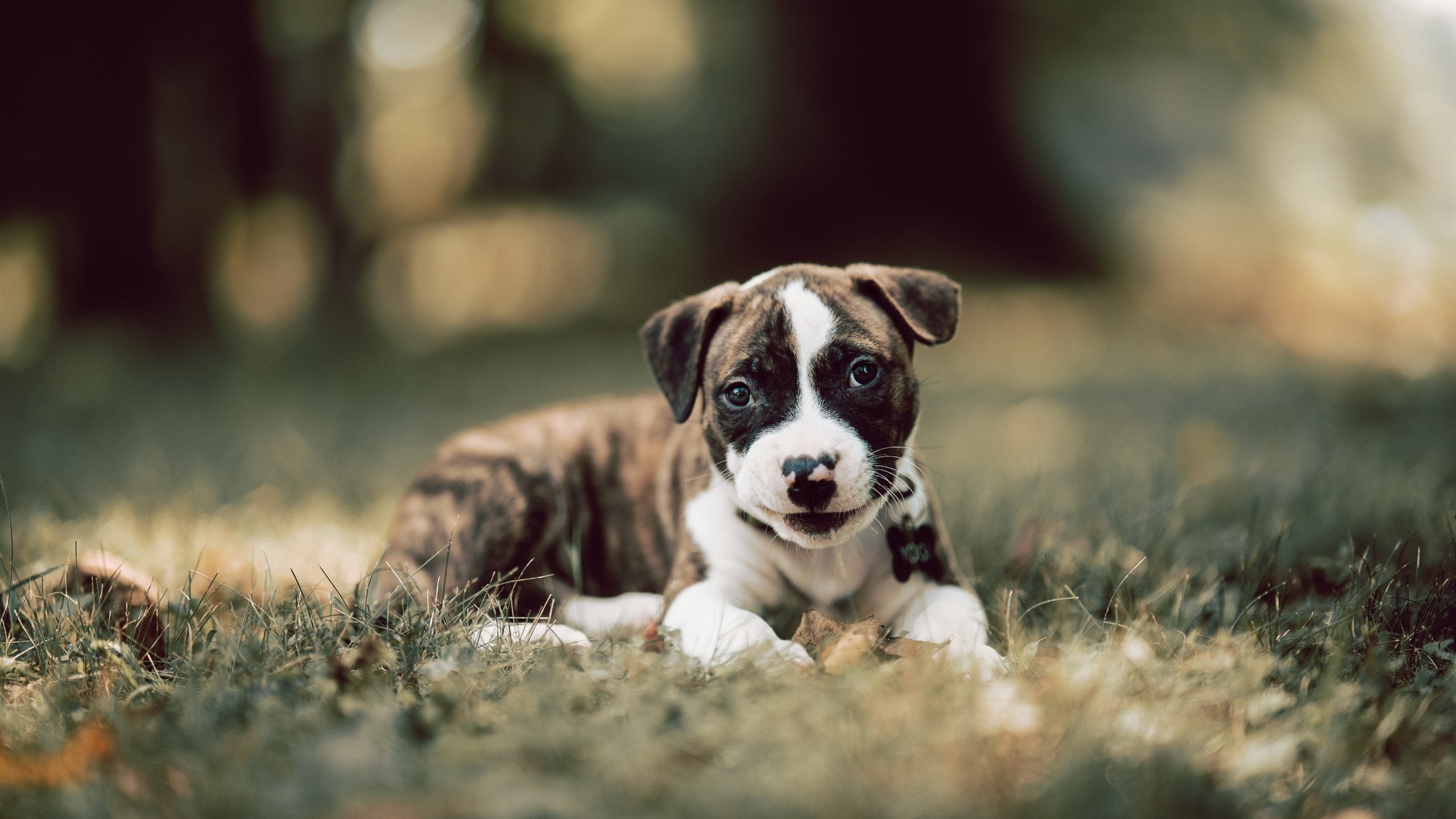 西班牙国家队遭遇连败，困境难题需解决，西班牙国家队强不强