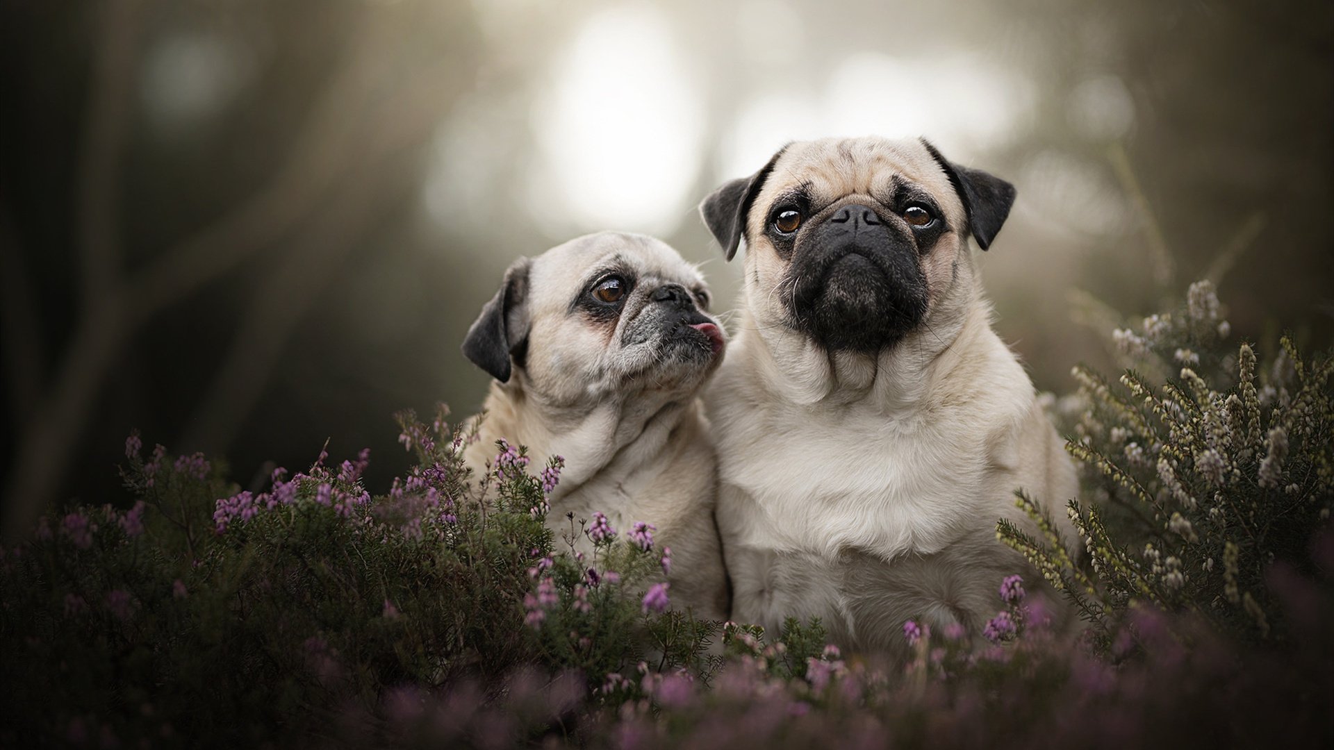 中国篮球青训教练员专业能力提升及教学方法研究,篮球青训师