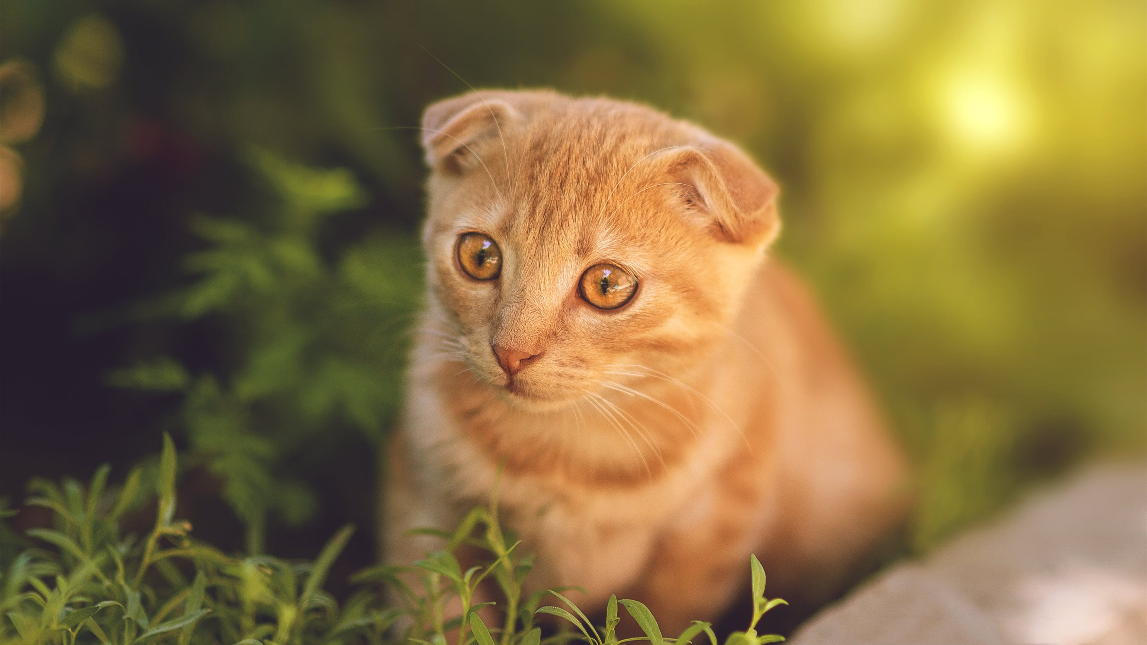 体育新闻中心上线智能体育赛事虚拟现实直播系统,智能体育运动平台