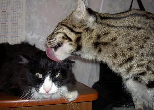 罗马尼亚队表现回顾:国际乒联混合团体世界杯中的坚韧与拼搏,罗马尼亚队大名单