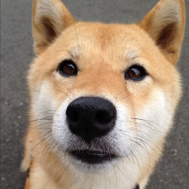 莱德基800自轻松夺金，莱德基 知乎