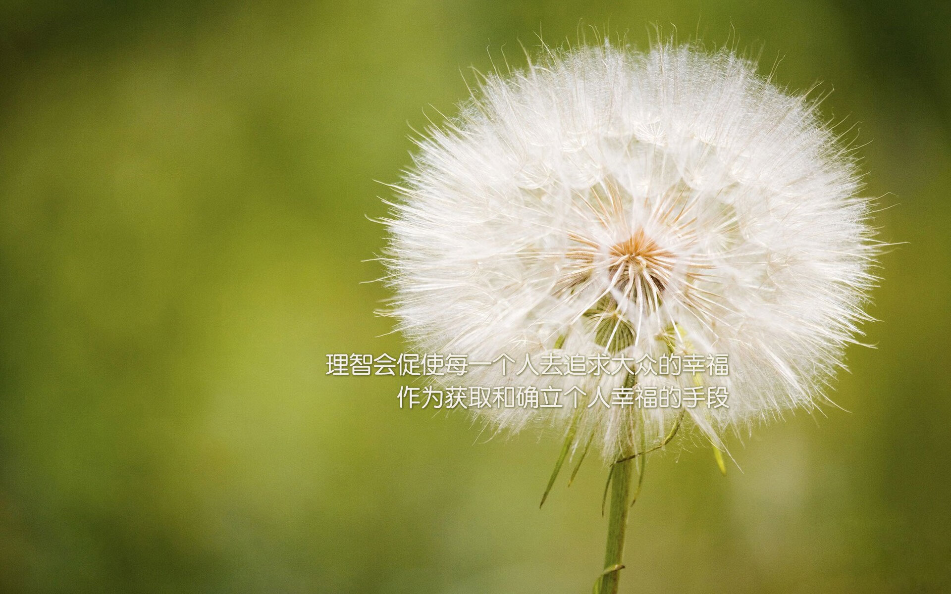 意甲球员的职业生涯规划,意甲球员数据统计