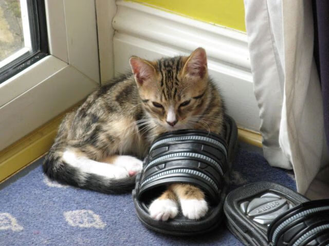 森林狼本土球员参与城市公益活动，森林狼球队