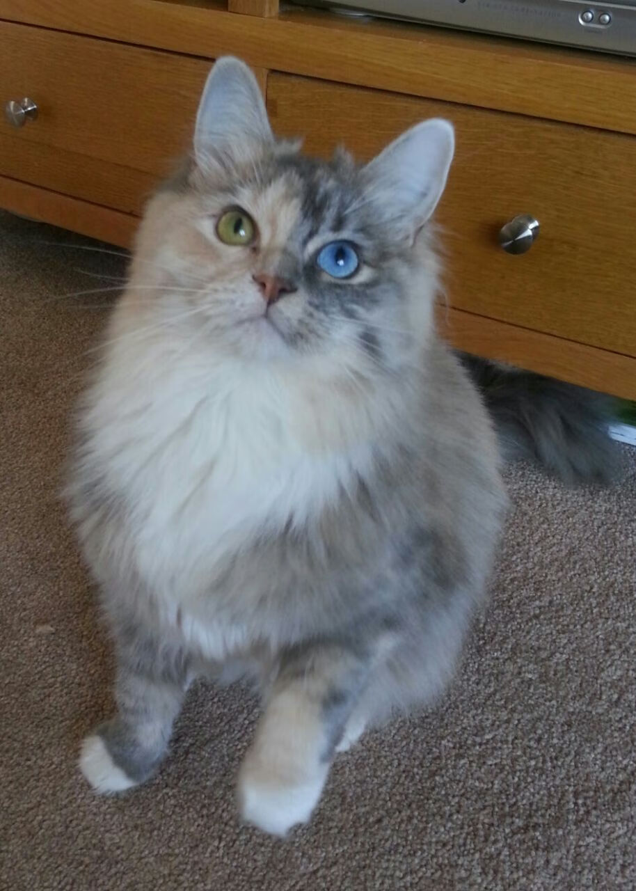 森林狼本土球员参与城市公益活动，森林狼球队