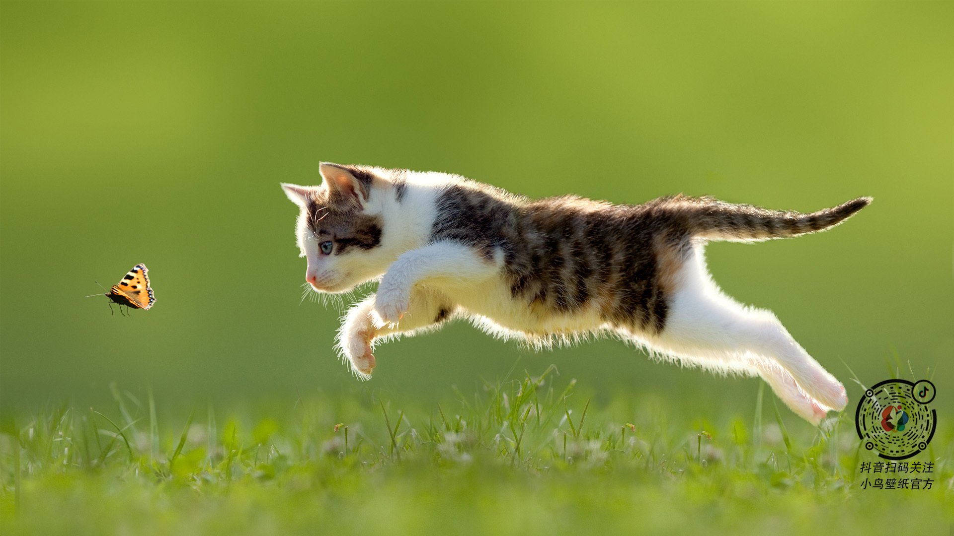 美洲杯明星大放异彩：个人秀场竞技巅峰，美洲杯新人