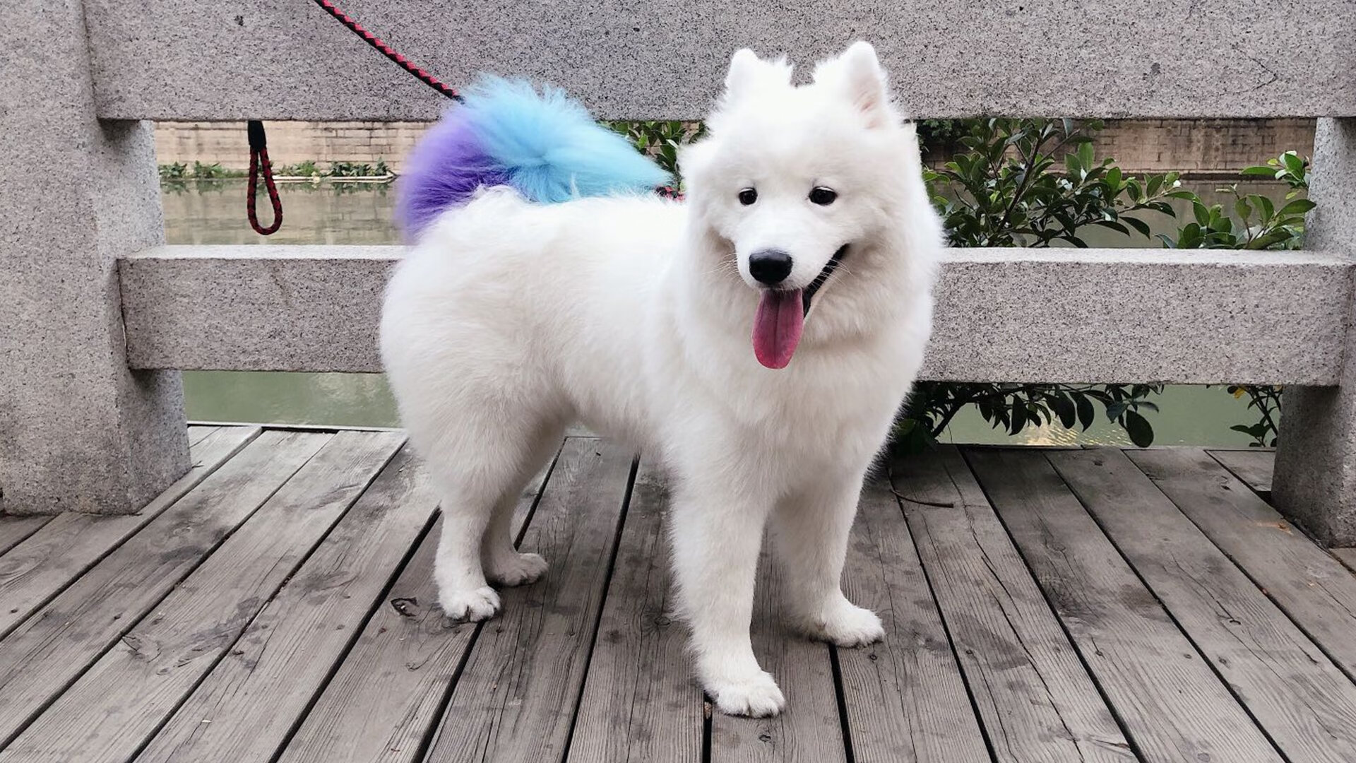 美洲杯激情狂潮：团队精神与个人技术的盛宴，美洲杯讲解