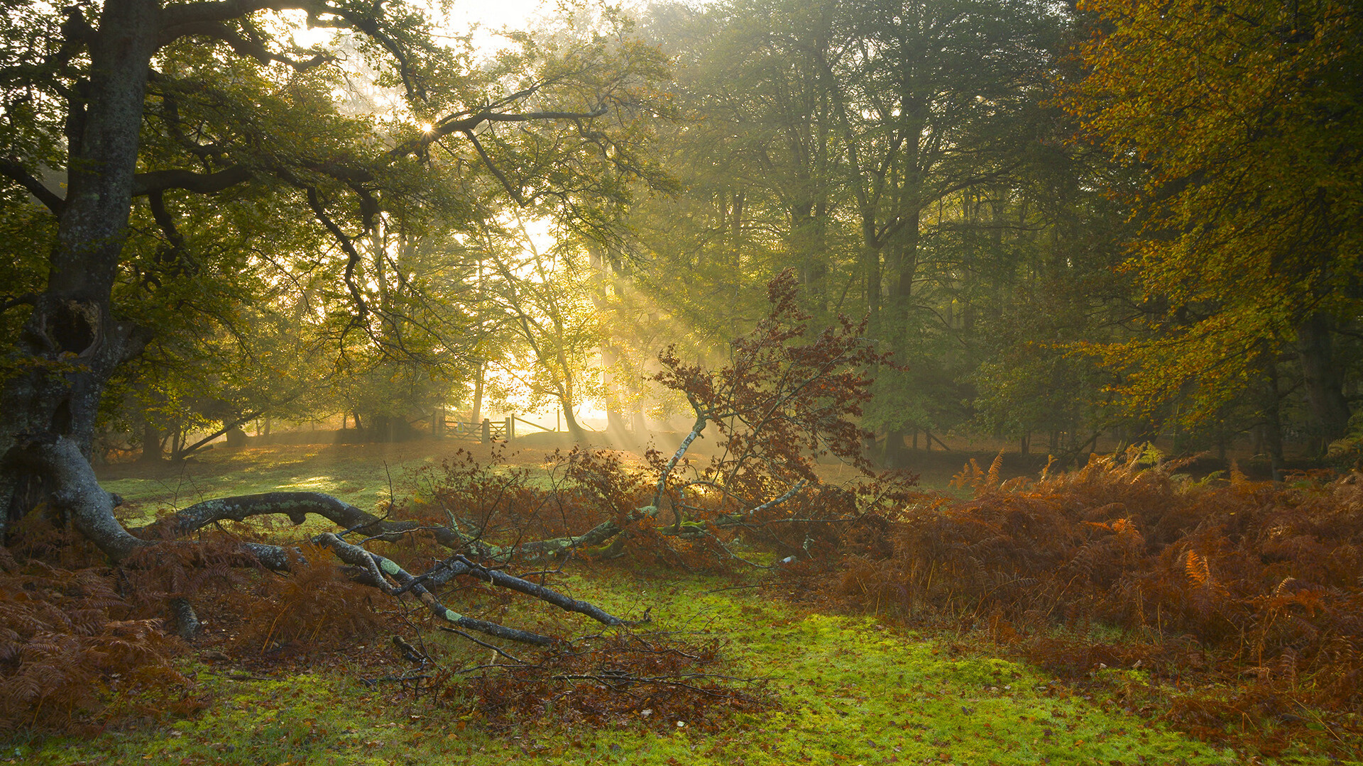 美洲杯激情狂潮:团队精神与个人技术的盛宴,美洲杯讲解