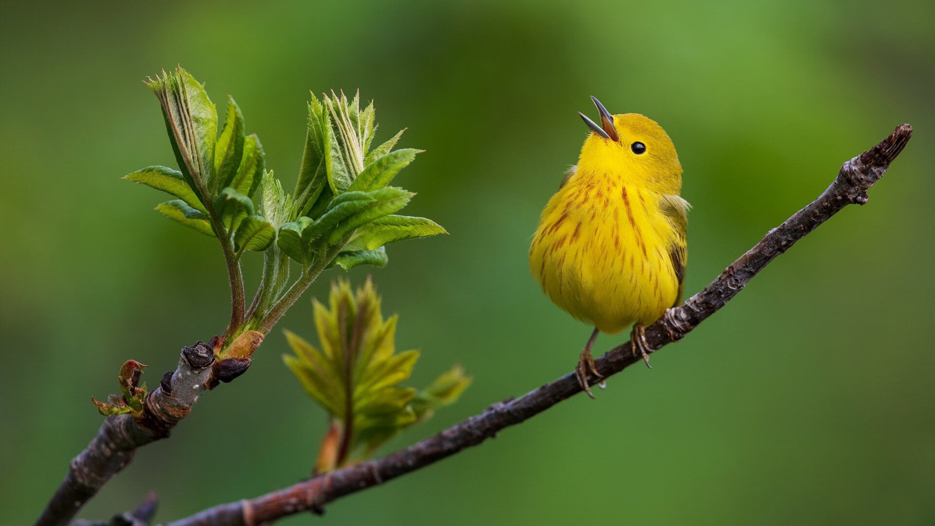 里根·史密斯完美入水赢得掌声，里根史密斯仰泳